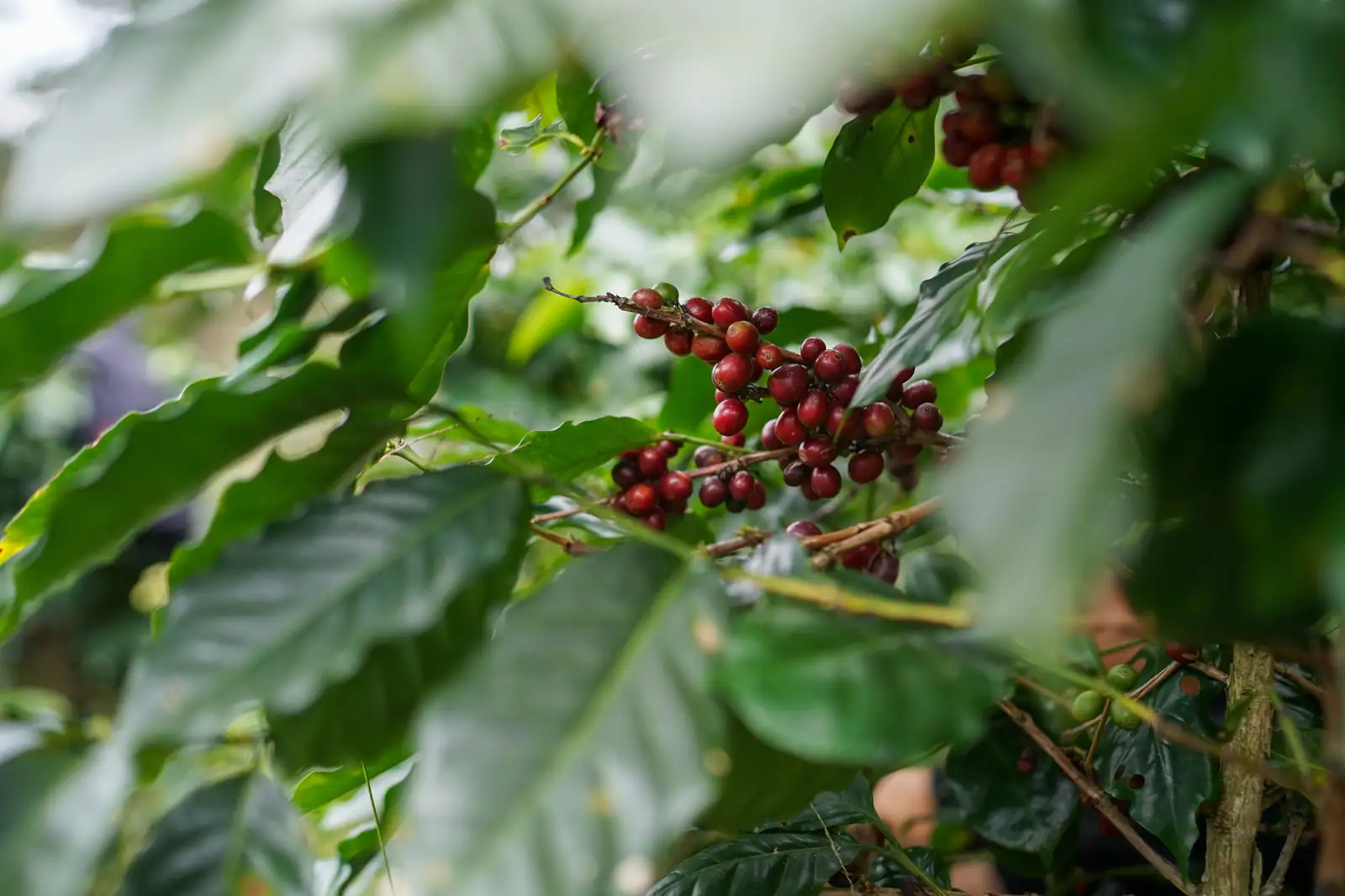 Cerises de café rouges sur la branche d'un caféier