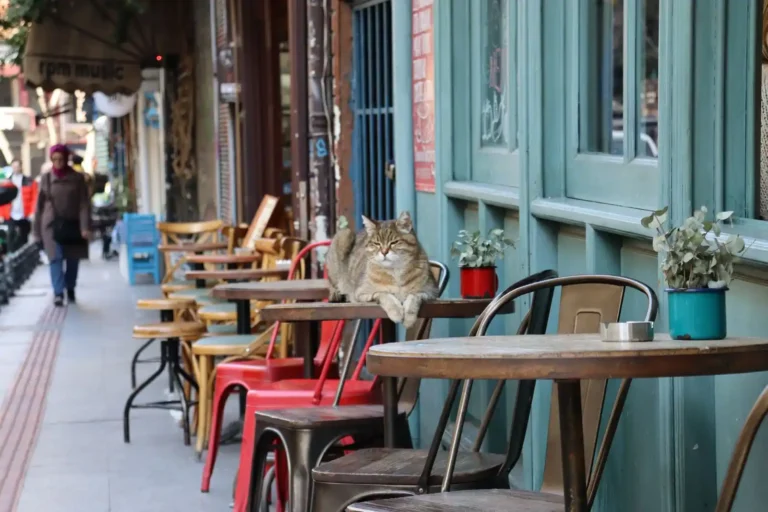 Café miaou : comprendre le concept du bar à chats