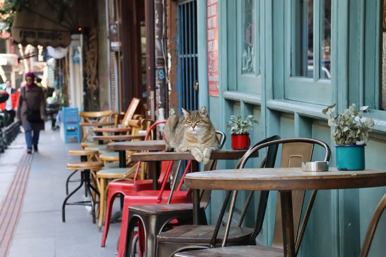 Chat tigré installé sur une table de terrasse de café, ambiance feutrée