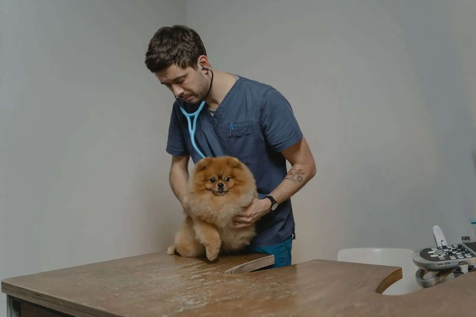 Vétérinaire en tenue de soin tenant un petit chien sur une table d'examen en clinique